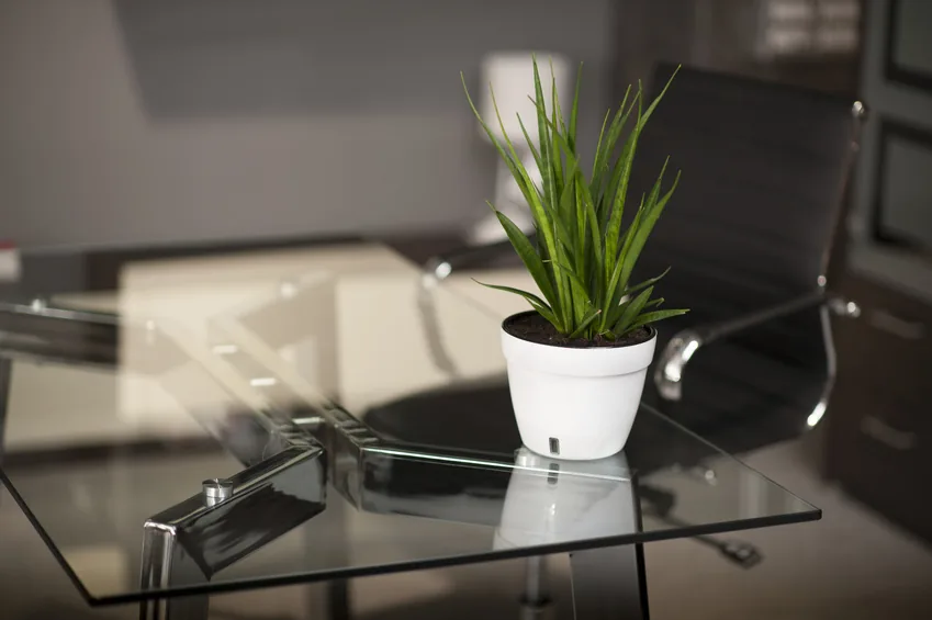 Tisch mit Glasplatte und Pflanze